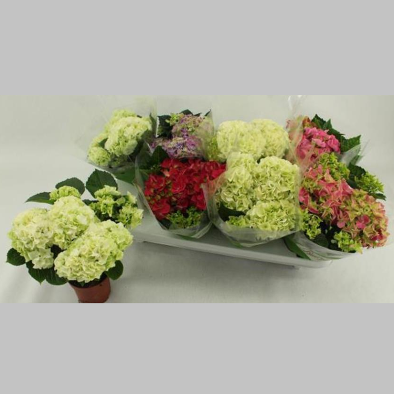 Hortensia Mixta, 30 cm